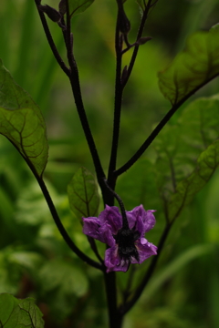 ナスの花2