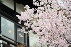 桜33