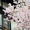桜33