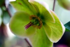 散歩スナップ130