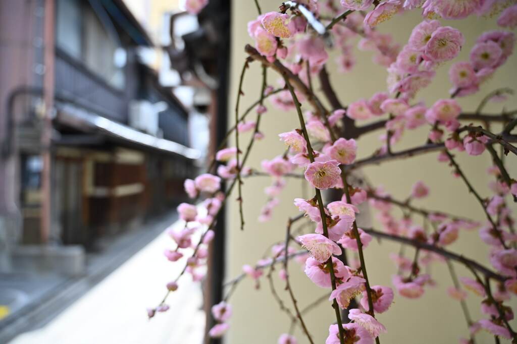 玄関に咲く