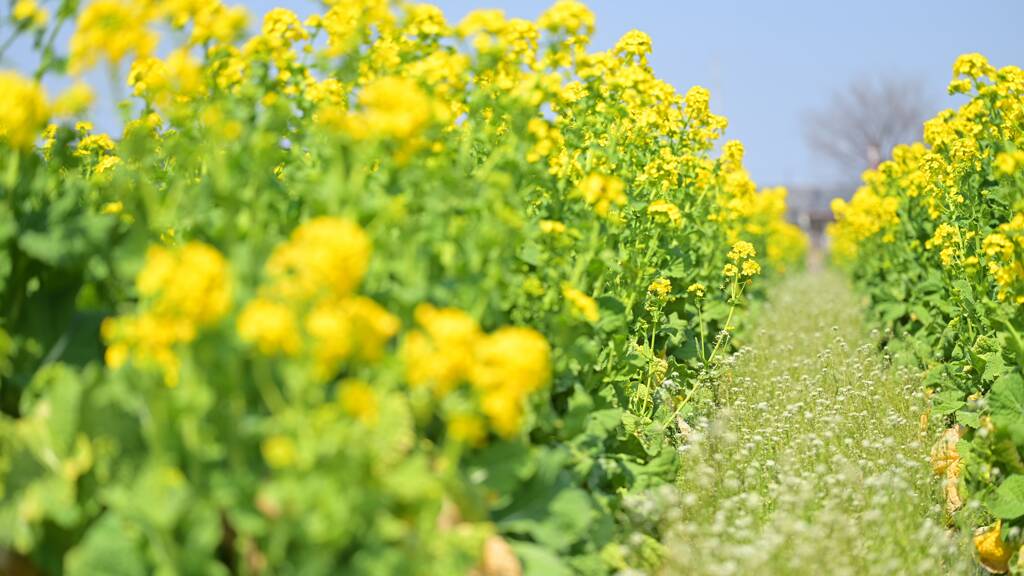 菜の花畑
