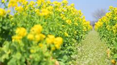 菜の花畑