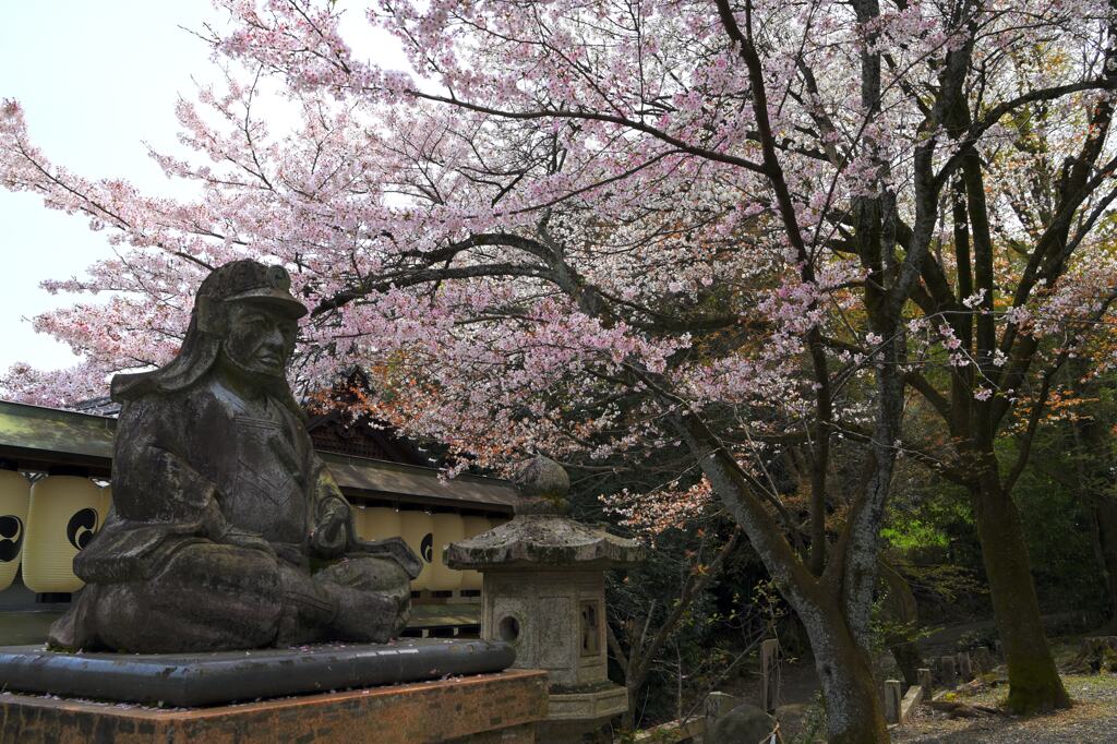 桜16