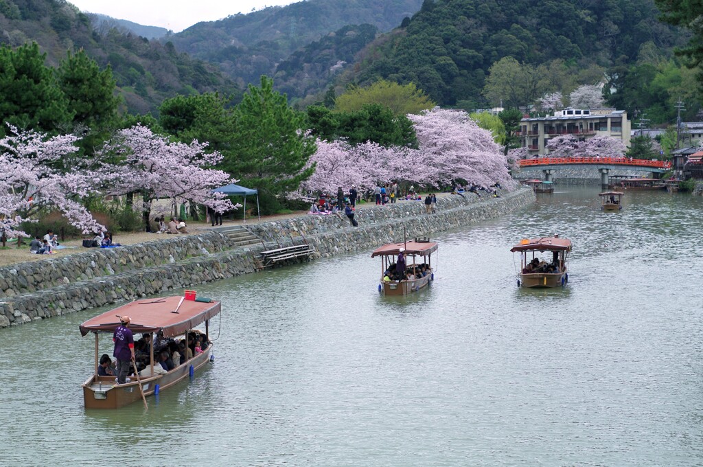 宇治川の桜