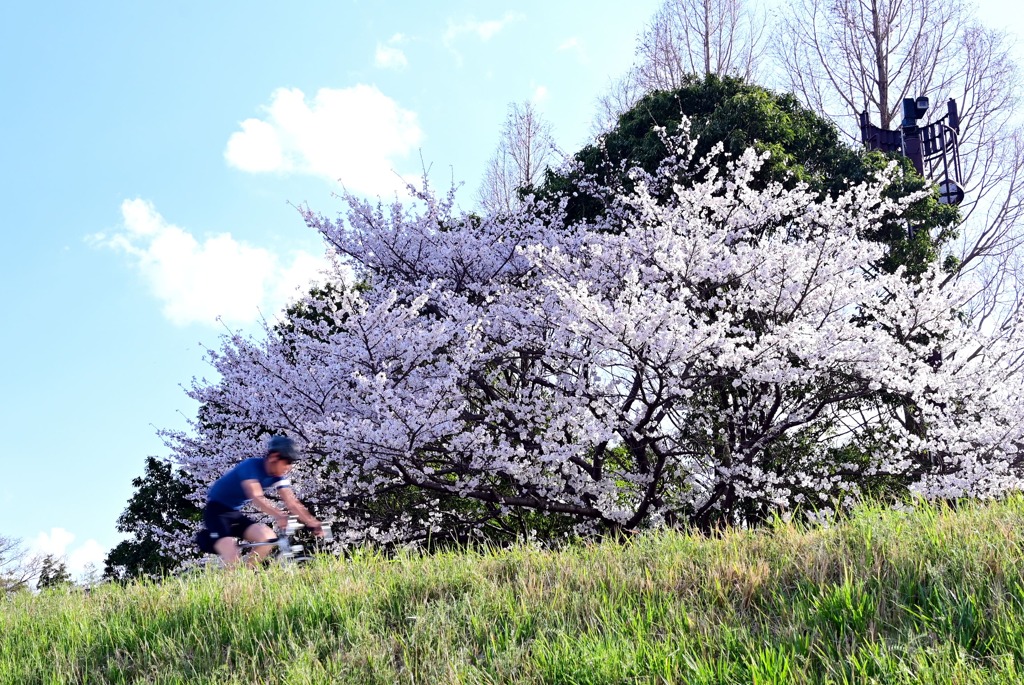 桜50