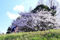桜50