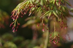 花芽