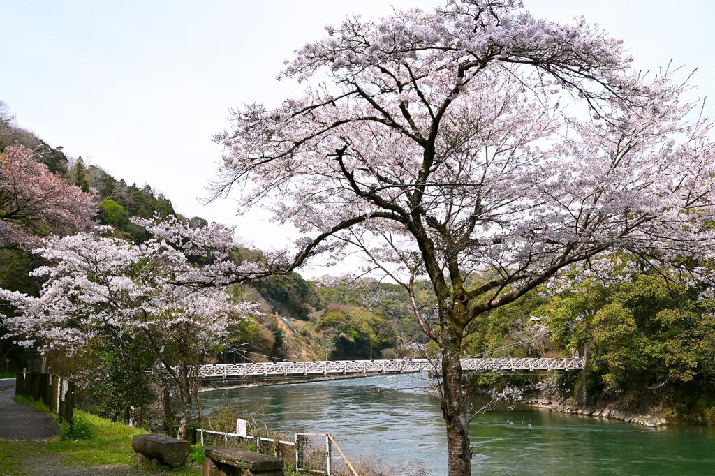 桜11