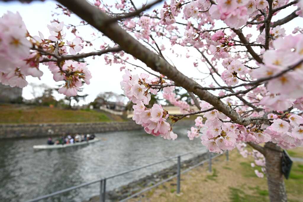 桜34