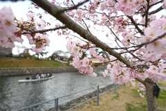 桜34