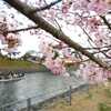 桜34