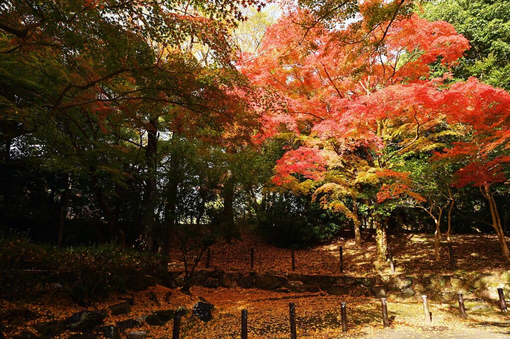 紅葉94