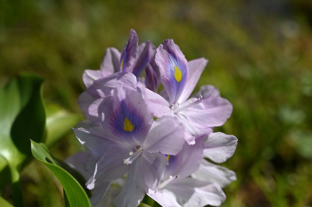 散歩スナップ23