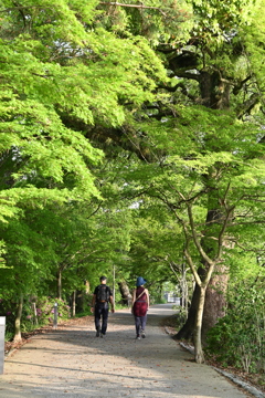 新緑を歩く