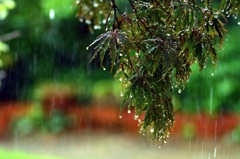 雨音