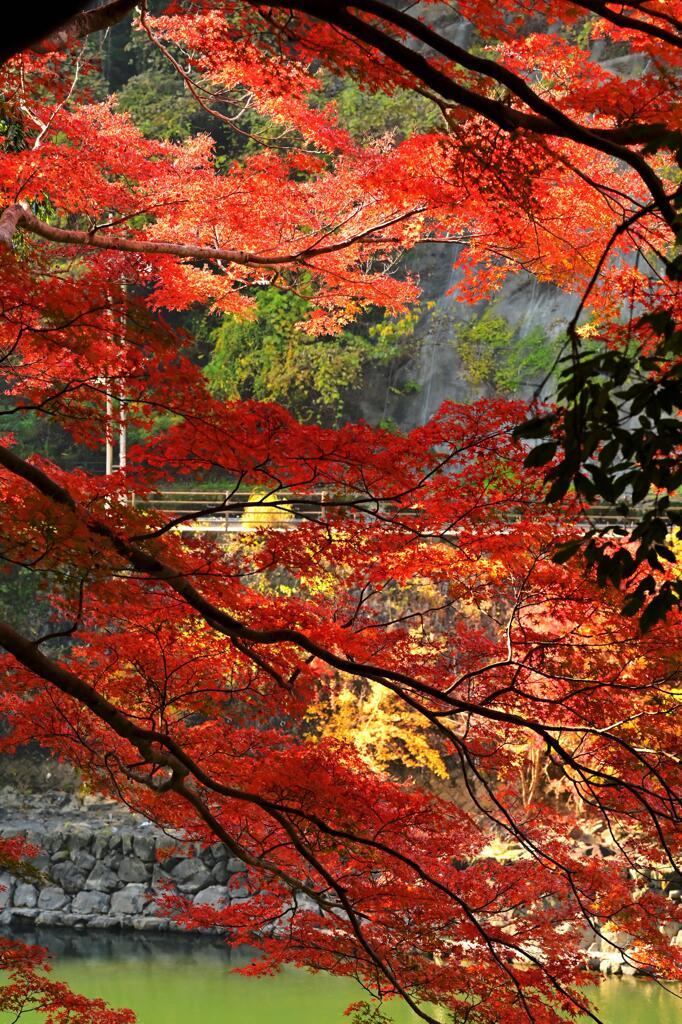 紅葉98