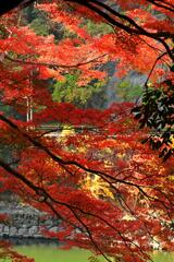 紅葉98