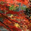 紅葉98