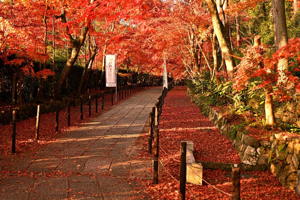 紅葉21
