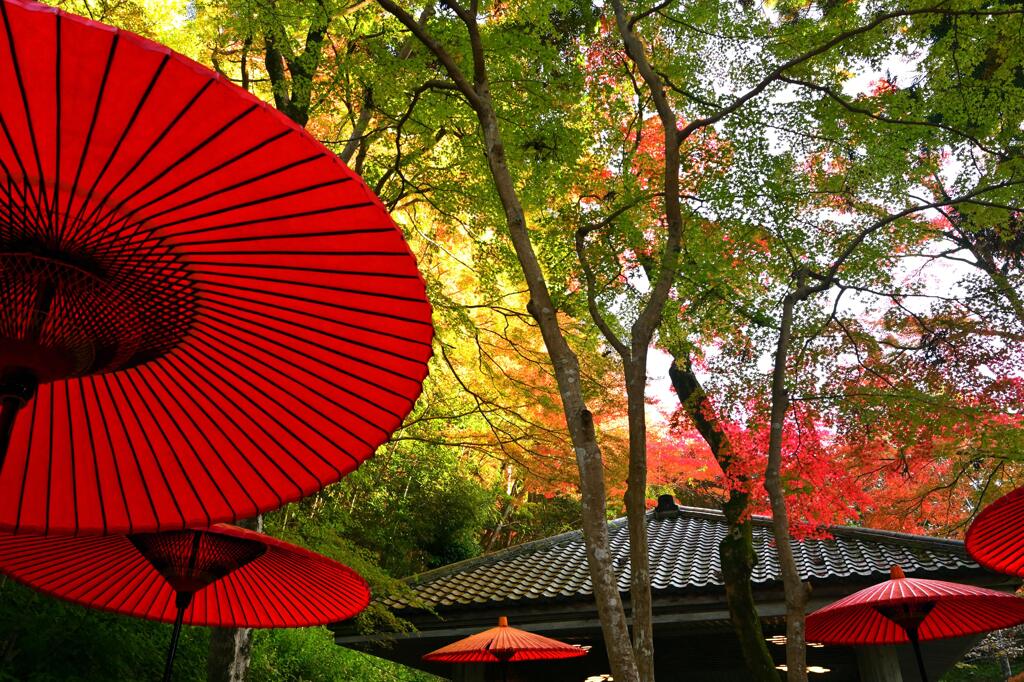 紅葉61