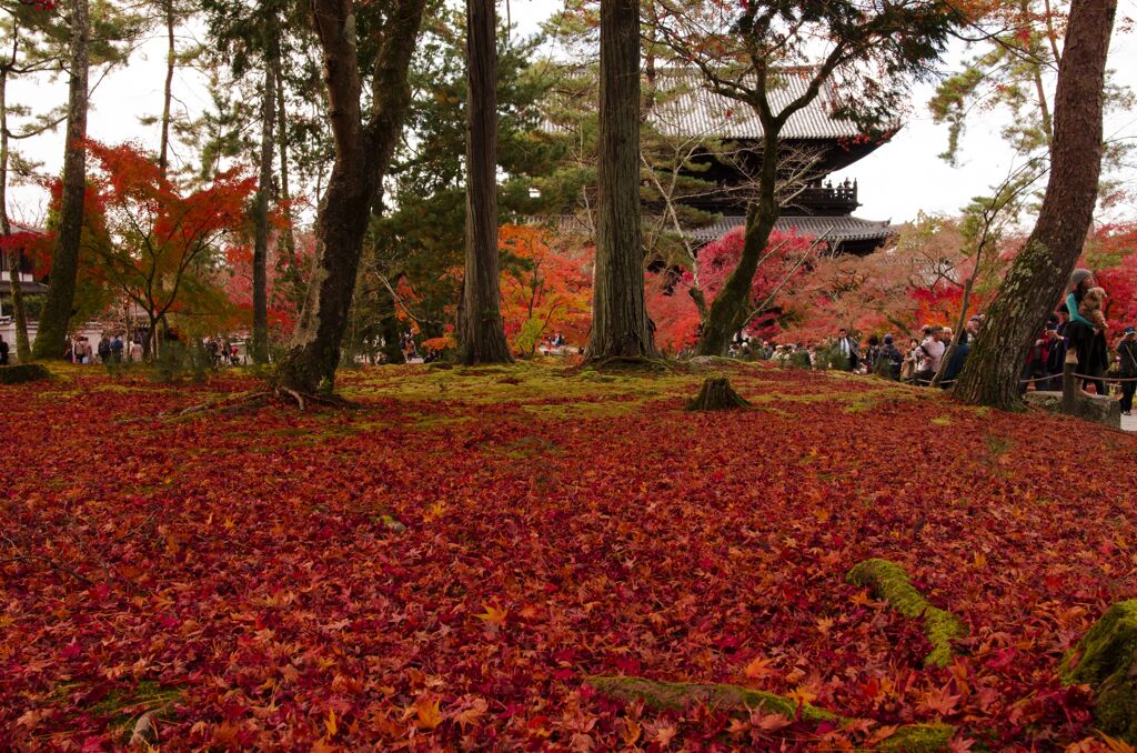 紅葉15