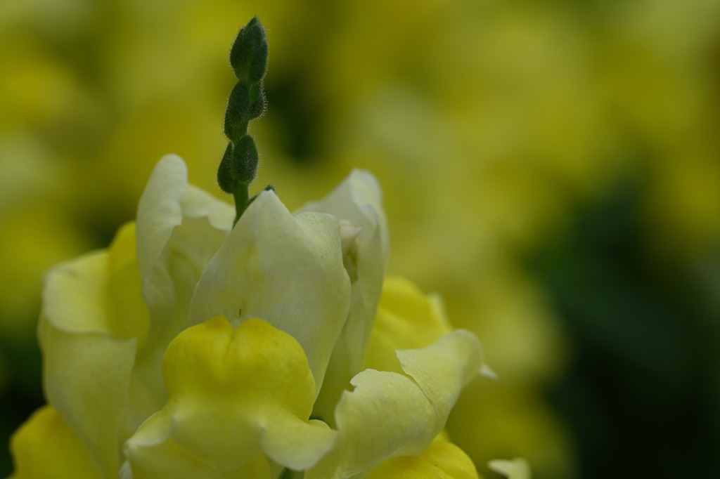 散歩スナップ73