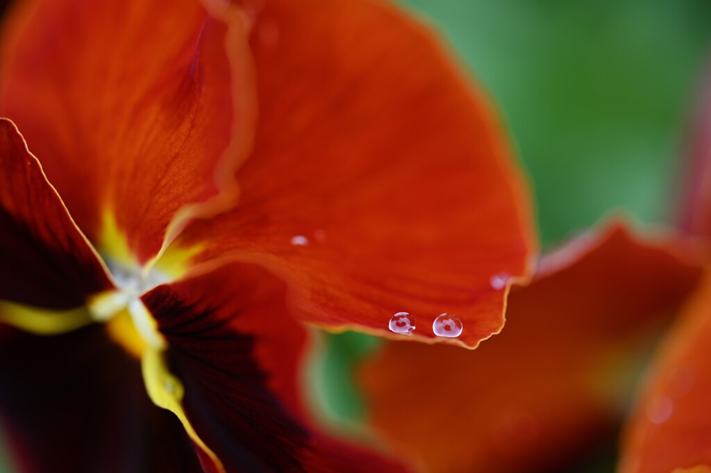 散歩スナップ75