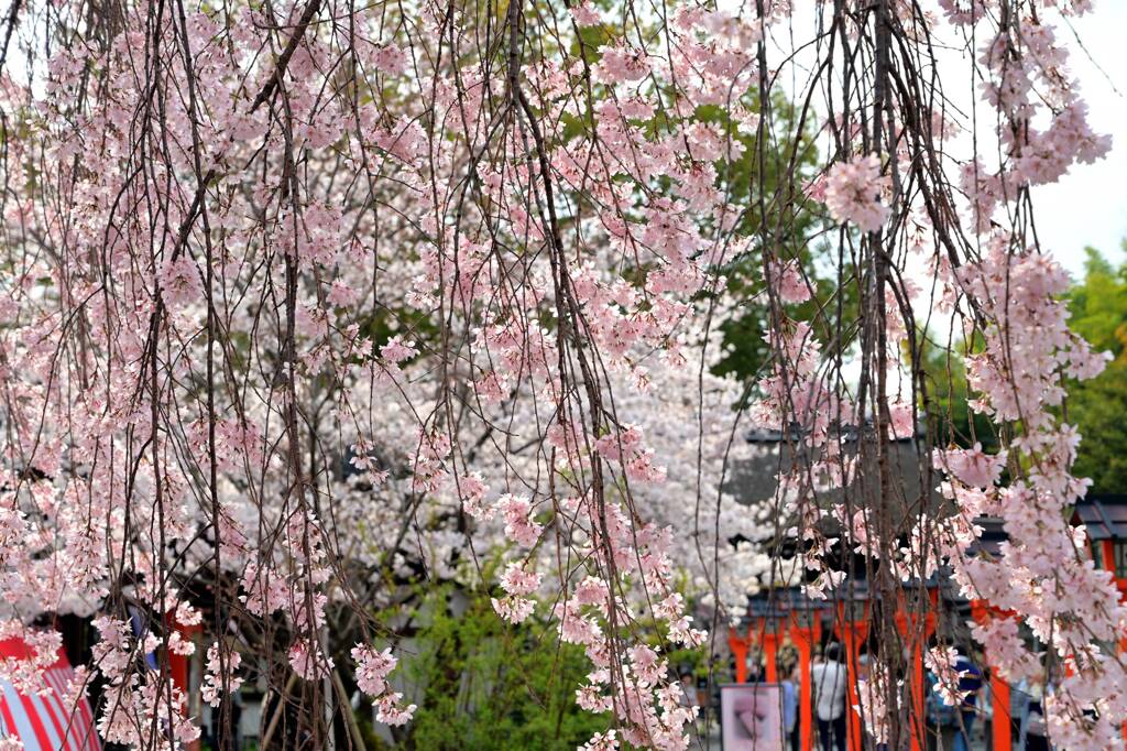 桜24