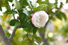 散歩スナップ131