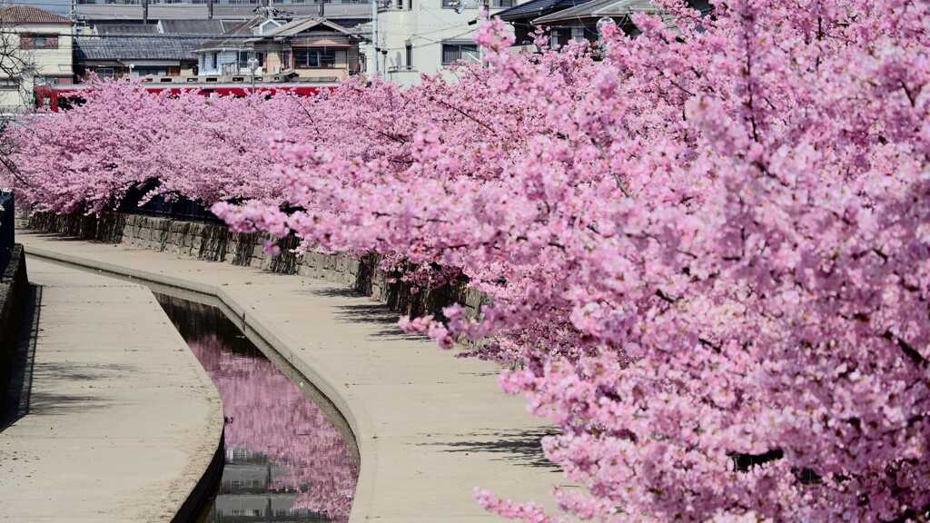 河津桜