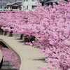 河津桜