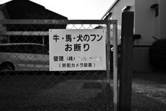 犬はいても・・・