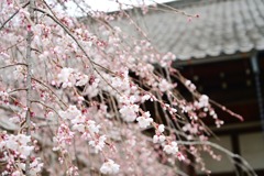 桜30