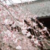 桜30