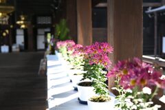 西本願寺