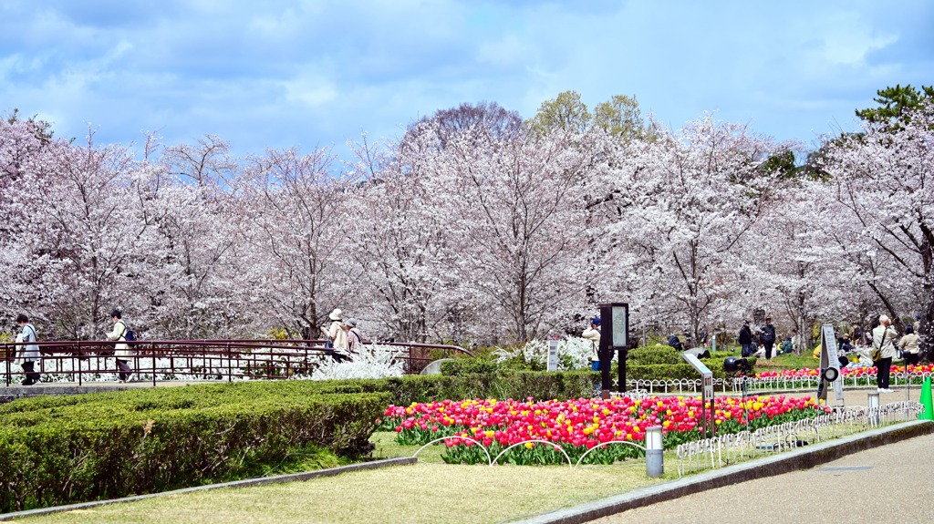 桜40