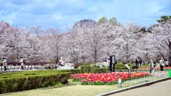 桜40