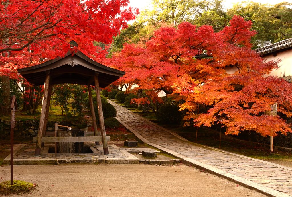 紅葉8
