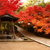 紅葉8