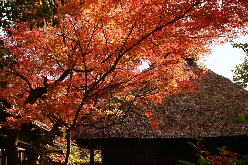 紅葉39