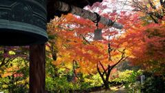 紅葉103