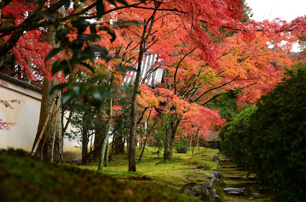 紅葉11