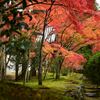紅葉11