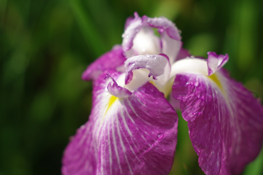 花菖蒲3