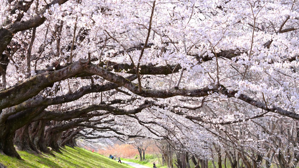 桜38