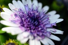 散歩スナップ128