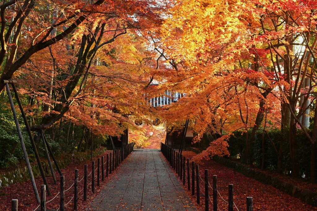 紅葉19