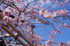 宇治公園の桜