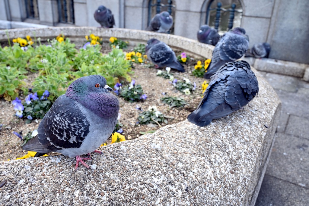 鳩は座って丸くなる～